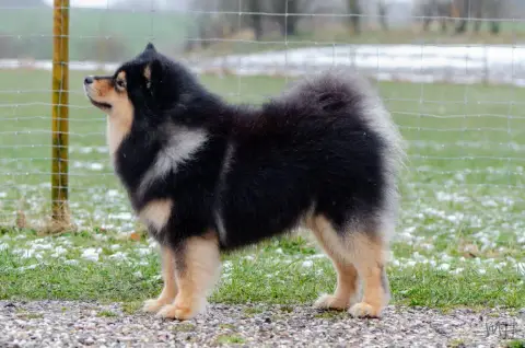 Chien Finnois De Laponie  Best Bunny Courtequeue Des  874d0 photo 2