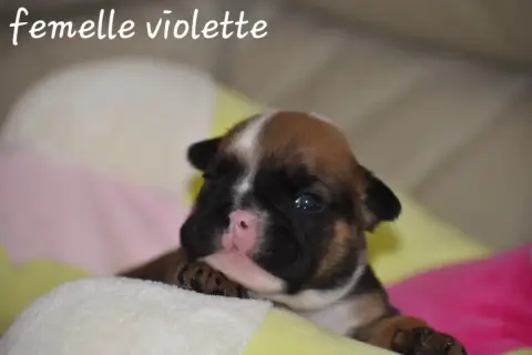 Bulldog Anglais photo 3