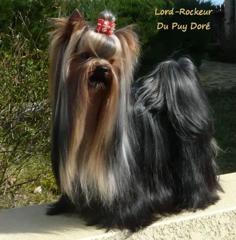 Yorkshire Terrier  Baron Le Nom Peut Etre Changé Du V 67495 photo 2