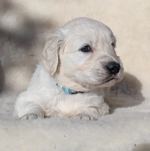 Golden Retriever  Blue De L'Esprit D'Oural photo 2