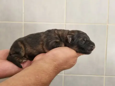 Berger Allemand Poil Long  Chiot 7 De L'Hacienda Del  6ecfe