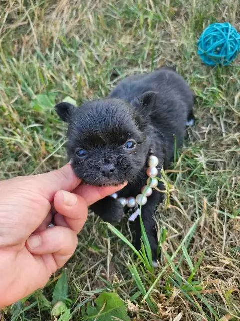 Chihuahua  Chiot N°5 Du Hameau De Selcra photo 2