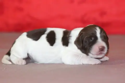 English Springer Spaniel photo 2