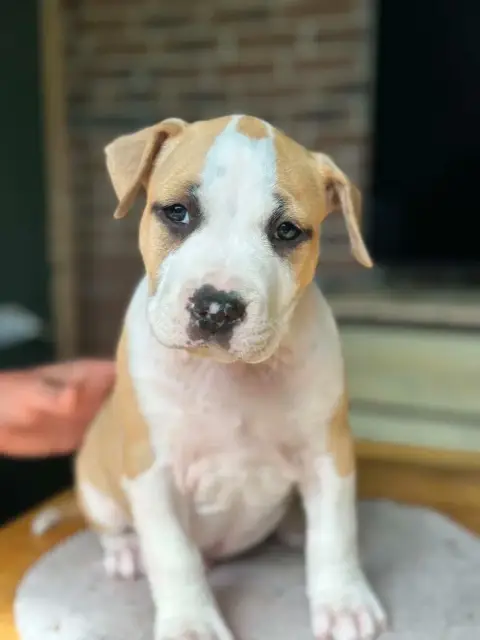 American Staffordshire Terrier  Best Man Maison Vannb 856e0 photo 2