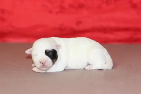 Jack Russell Terrier