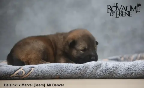 Eurasier  Mr Denver Du Royaume D'Ebène photo 2