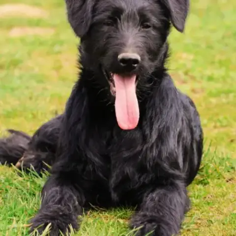 Chiot Shepadoodle (Berger Allemand X Caniche)