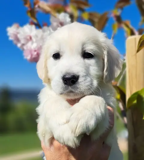 Golden Retriever  Bambou photo 3
