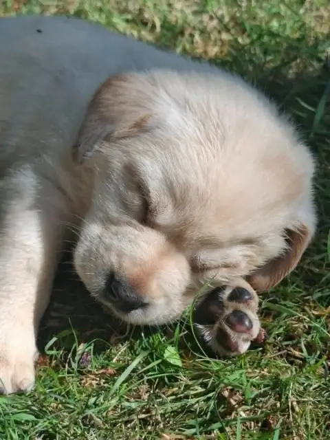 Labrador Retriever  Chiot 4 Des Douceurs De Plume