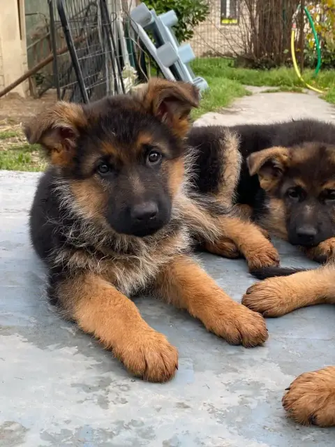 Berger Allemand  Chiot N°4 Feeling Cottage photo 2