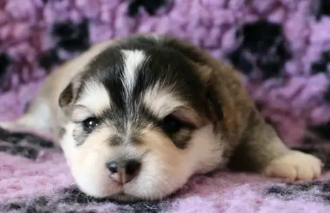 Chien Finnois De Laponie  Bjarni Nalle De La Vallée D cf0f9