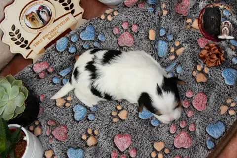 Biewer Terrier  Marron Black Of Angels Life photo 3