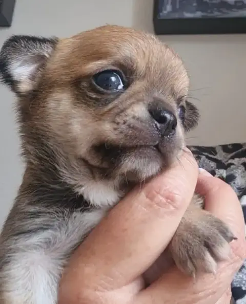 Chihuahua  Baho De L’Ecrin Des Joyaux
