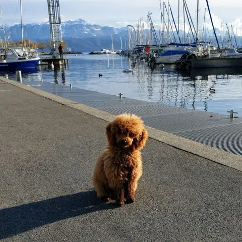 Caniche  Barnie photo 2
