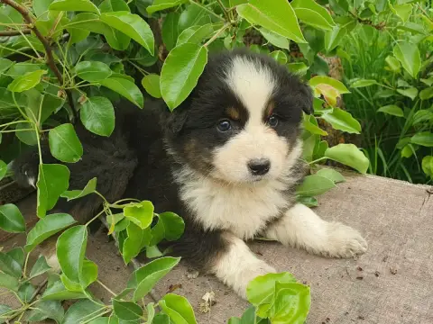 Berger Australien  Chiot N°8 -