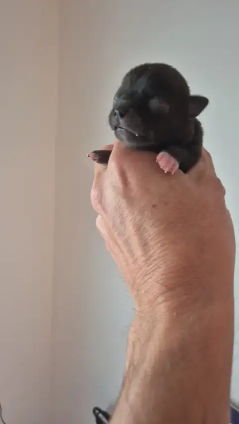 Chihuahua  Chiot 4 De La Vallée D'Uria