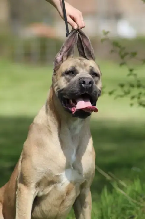 Cane Corso  Chiot 5 Des Monts D'Ardeche photo 3
