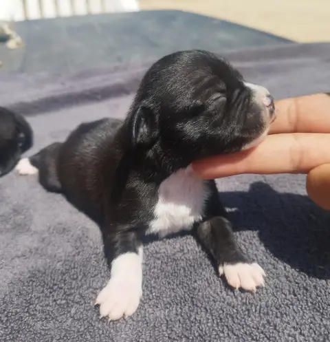 Staffordshire Bull Terrier 
                        C dc1b8