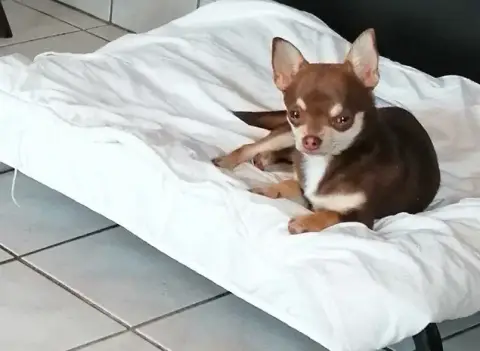 Chihuahua  Ange Du Moulin Des Petits Gringos