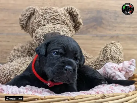 Cane Corso  Collier Rouge De La Treizieme Legion