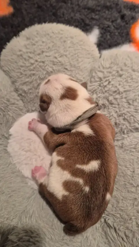 Bulldog Anglais  Bubble Gum D'Apadoka photo 3
