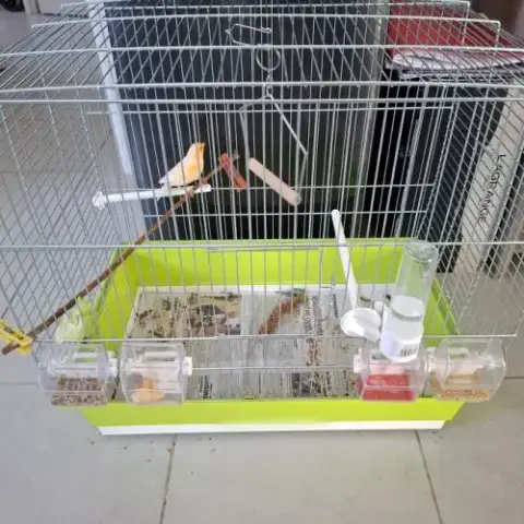 Canari