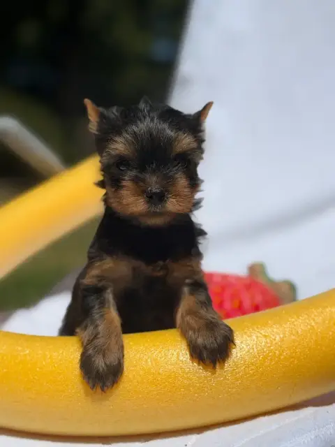 Yorkshire Terrier  Chiot N°4 Du Moulin De Madjurie