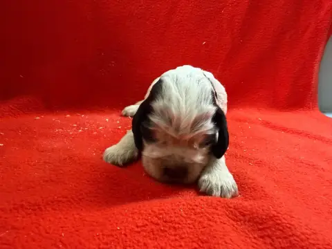 Cocker Spaniel Anglais  Chiot N°3 Du Moulin De Madjur 2c10e