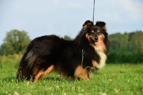 Shetland Sheepdog  B.... Tricolore Noir Du Vent Des M 5cf80 photo 2