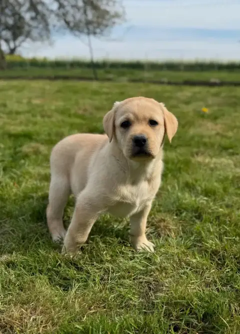 Labrador Retriever  Chiot N°8 Du Moulin De Madjurie 6a574