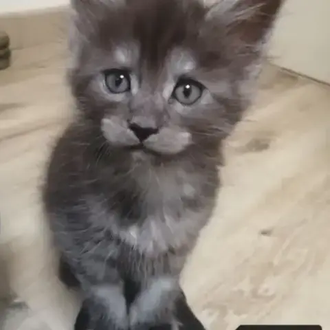 Chatons Maine Coon Loof Sqr 3