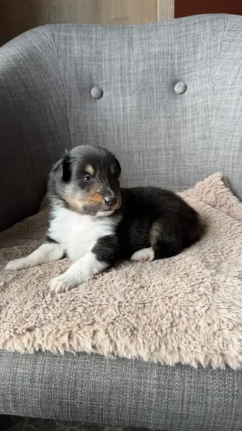 Shetland Sheepdog  Chiot N°2 Du Banc Des Hermelles photo 2