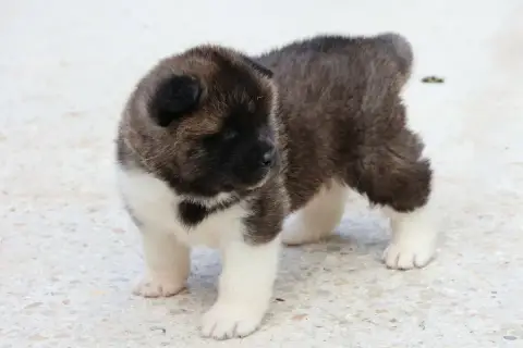 Akita Americain  Collier Bleu Du Domaine D'Amserpa photo 3