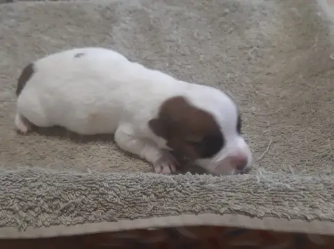 Jack Russell Terrier  Chiot 3 Du Clos D'Allinge