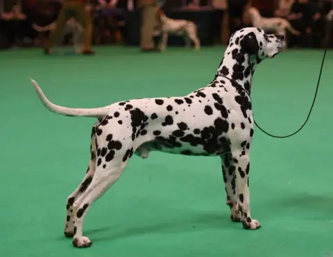 Dalmatien  Collier Bleu Clair Des Hauts Templiers photo 2