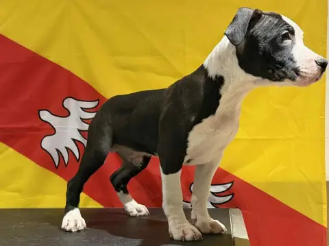 American Staffordshire Terrier  Al Pacino Des Dieux D a609e photo 3