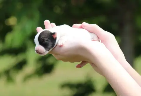Jack Russell Terrier  Chiot 3 Des Crocs De Heurtevent 0221e photo 2