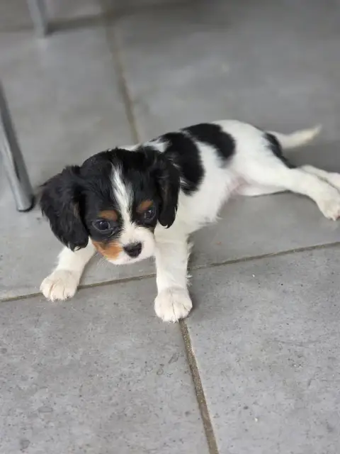 Cavalier King Charles Spaniel  Chiot N°6 Des Deux Che e4748 photo 2