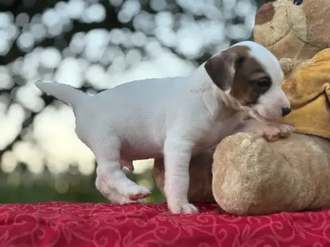 Jack Russell Terrier  Chiot N°1 Du Domaine Des Pattes 7b588