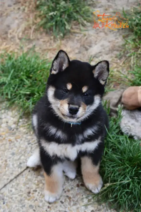 Shiba  Toji Go Inari Kitsuken