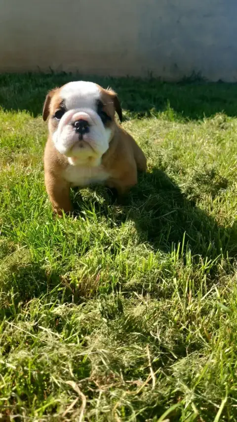 Bulldog Anglais  Chiot N°4 Stocky Family
