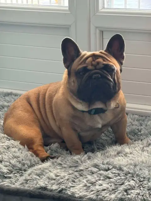 Bouledogue Français  Baloo Du Bois D'Athée photo 3