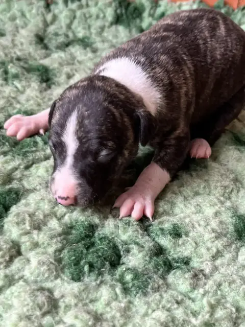 Whippet  B Des Terres De Pag