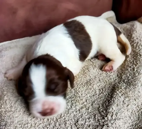 Epagneul Français  Chiot N°1 Des Terres Du Doux Lieu eeed4