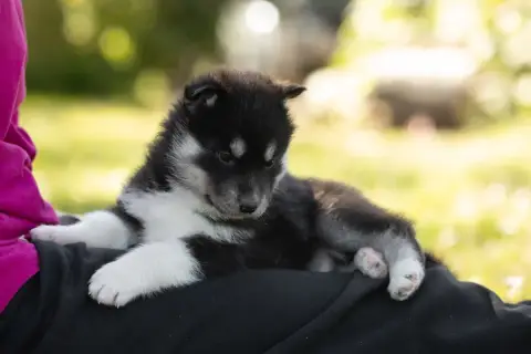 Siberian Husky  Betsy Of Umok'S Dreams photo 2
