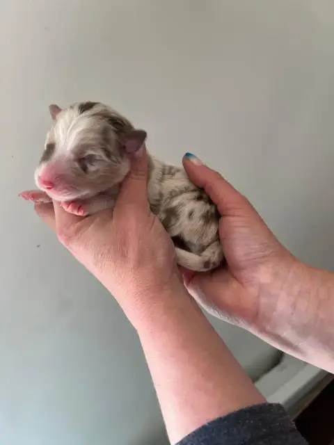 Berger Australien  Chiot 3 Des Ptits Bergers En Terre dca4b