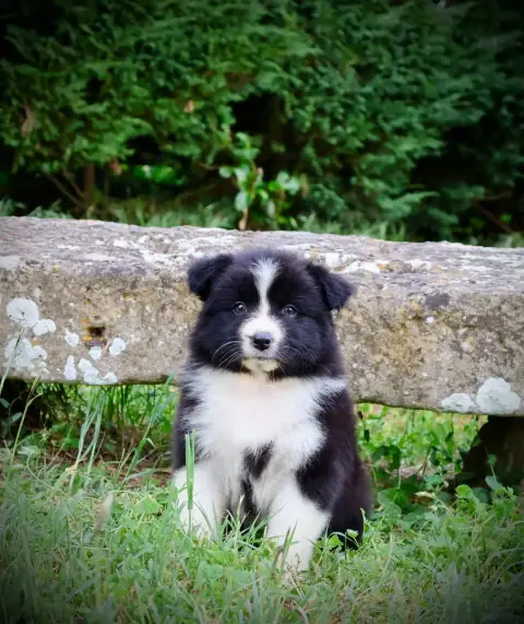 Berger Australien  Chiot N°6 Red Rock River photo 3
