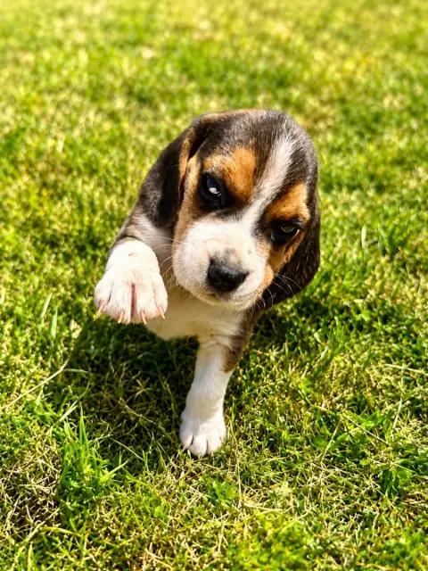 Beagle