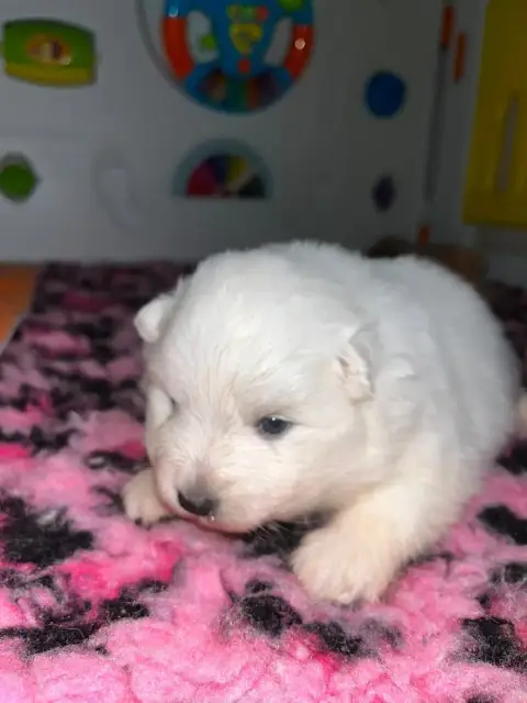 Spitz Japonais  Chiot N°3 Ql De Jerrie Black photo 2