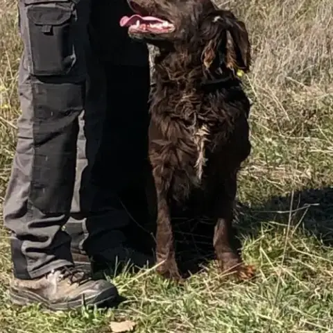 Vend 2 Wachtelhund Mâles